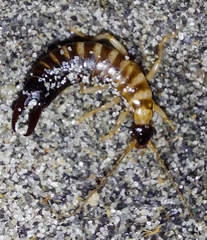 Anisolabis littorea