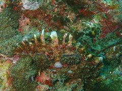 Pinctada margaritifera