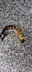 Anisolabis littorea