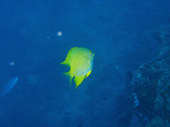 Amblyglyphidodon aureus