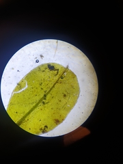 Plagiomnium ellipticum