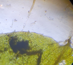 Plagiomnium ellipticum