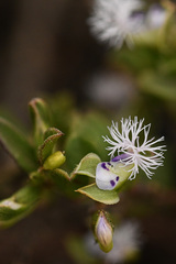 Polygala asbestina
