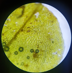 Plagiomnium ellipticum