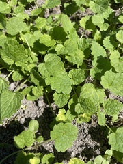 Lamium purpureum