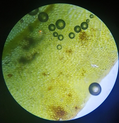 Plagiomnium ellipticum