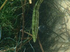 Heterostichus rostratus