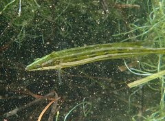 Heterostichus rostratus