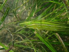 Heterostichus rostratus