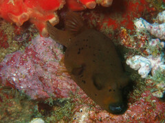 Arothron nigropunctatus