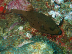 Arothron nigropunctatus