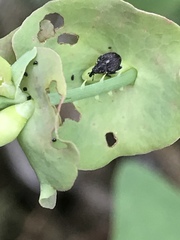 Rhinoncomimus latipes