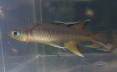 Pseudomugil signifer