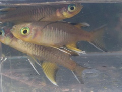 Pseudomugil signifer