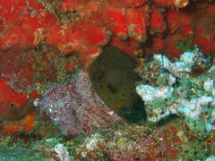 Arothron nigropunctatus