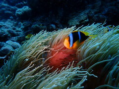 Amphiprion chrysopterus