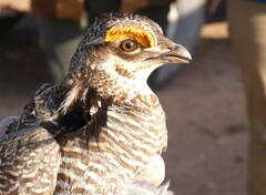 Tympanuchus pallidicinctus