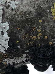 Caloplaca cerina