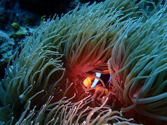 Heteractis crispa