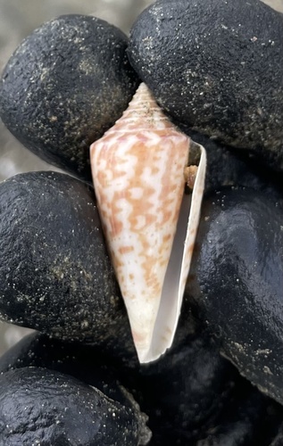 Conus recurvus, 2022-12-27