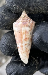 Conus recurvus