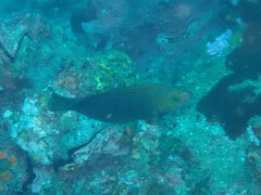 Halichoeres marginatus