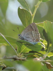 Favonius quercus