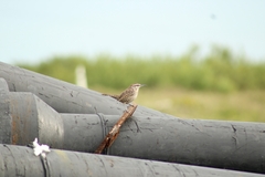 Campylorhynchus yucatanicus