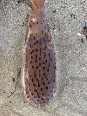 Botrylloides perspicuus