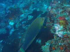 Halichoeres marginatus