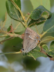 Favonius quercus