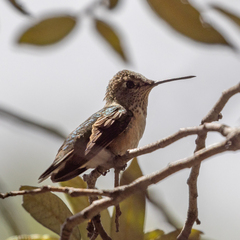 Selasphorus platycercus