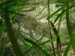 Paralabrax nebulifer