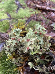 Pseudocyphellaria glabra