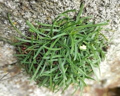 Armeria maritima