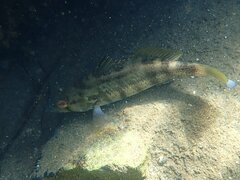 Paralabrax nebulifer