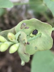 Rhinoncomimus latipes