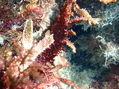 Chondracanthus spinosus