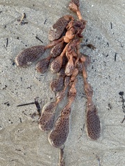 Botrylloides perspicuus