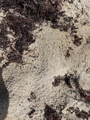 Centruroides griseus