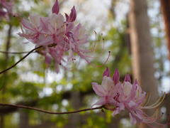 Rhododendron canescens