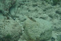 Halichoeres radiatus