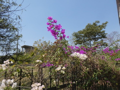 Bougainvillea