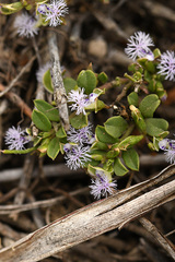 Polygala asbestina