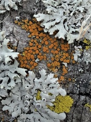 Athallia pyracea