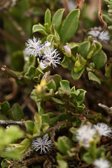 Polygala asbestina