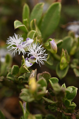 Polygala asbestina