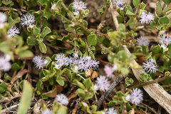 Polygala asbestina