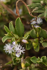Polygala asbestina