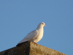 Columba livia domestica